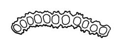 Macromitrium brevicaule, cross-section of upper laminal cells. Redrawn with permission from Vitt (1983, cited as M. wattsii).
 Image: R.C. Wagstaff © All rights reserved. Redrawn with permission from Vitt (1983). 